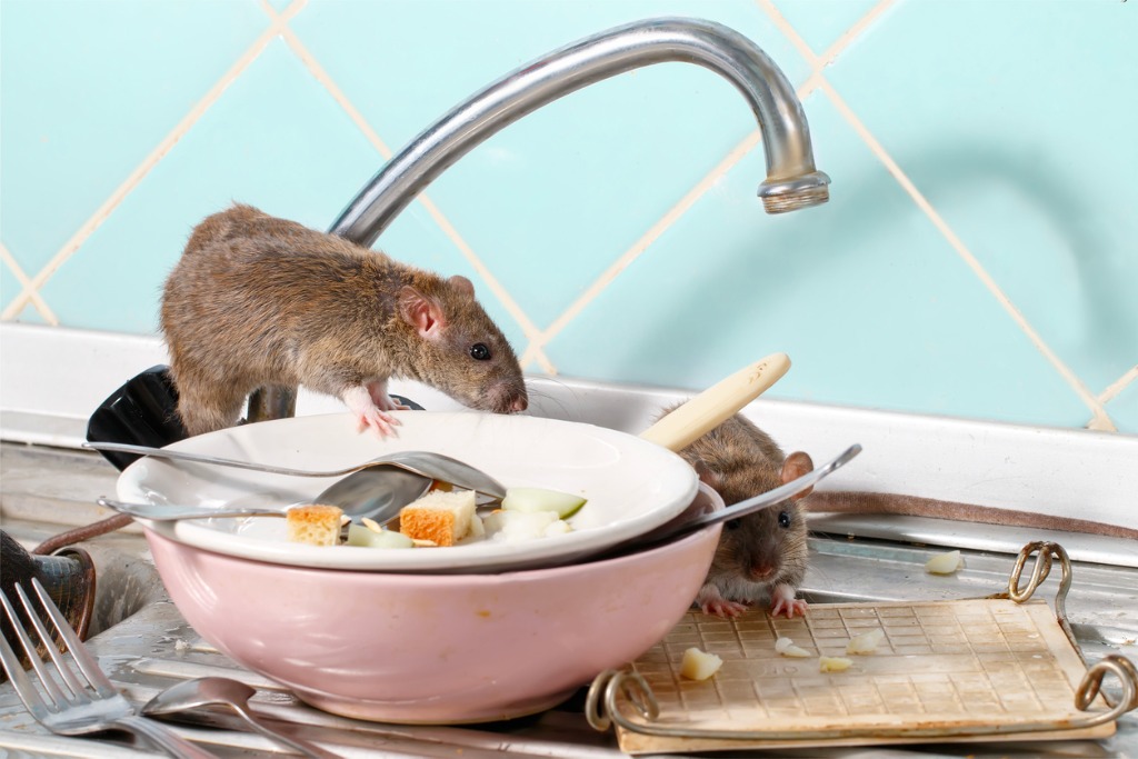 two young rats near the water faucet and dishes with the leftovers of picture