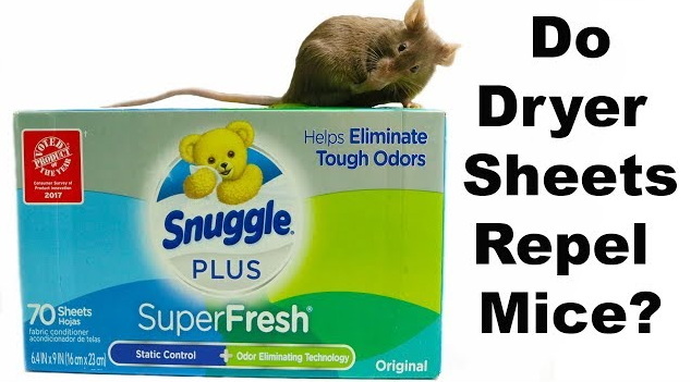 Do Rats Hate Laundry Sheets